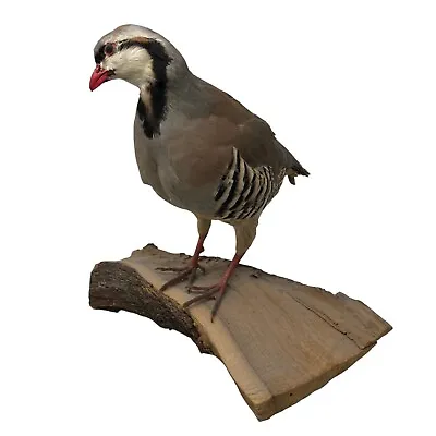 VTG Chukar Partridge Grouse Pheasant Taxidermy Bird Art • $450
