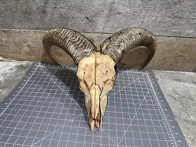 $49.99 • Buy Aoudad ￼sheep Skull,with BIG Horns Taxidermy Hunting Lodge Log Cabin Antler Horn