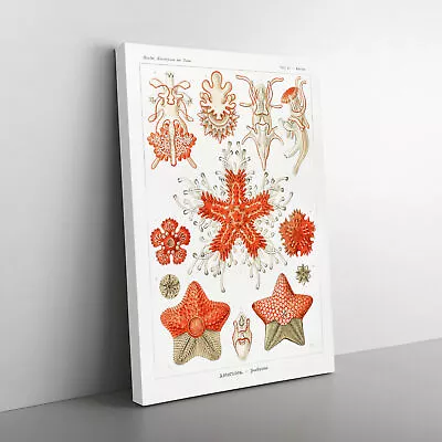 Asteridea Starfish By Ernst Haeckel Canvas Wall Art Print Framed Picture Decor • $31.05