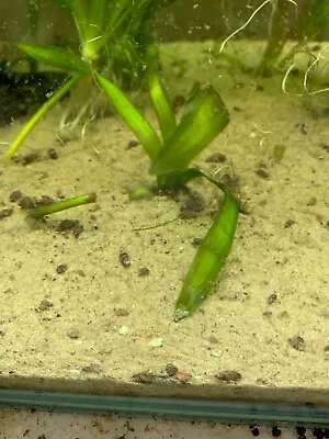 Trumpet Snails X 25 • £0.49