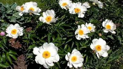 Paeonia White Wings -9cm Pot • £4.99