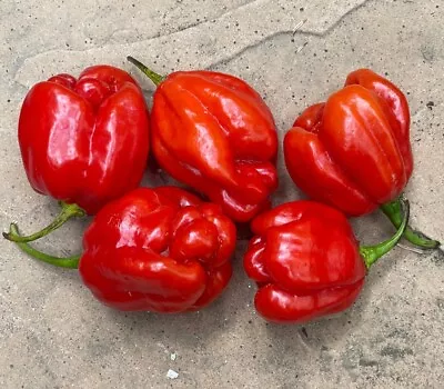 55+ SEEDS Red Habanero Pepper TOP Heirloom JAMAICAN Non-GMO Vegetable FAST SHIP! • $2.95