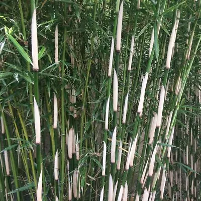 Fargesia Robusta CAMPBELL Bamboo SMALL CLUMP 3-6 STEMS Live Clump Bamboo • £12.99