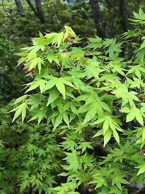 $6 • Buy Small Seeded Japanese Maple Seeds