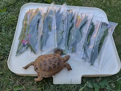 £8 • Buy 300g Tortoise 7 Day Weekly Food Hamper (Weeds And Flowers)