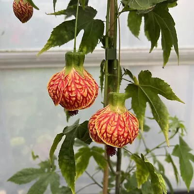 Abutilon Red Tiger - Stunning Flowers- 13cm Pot - Rarely Offered In The UK • £17.50