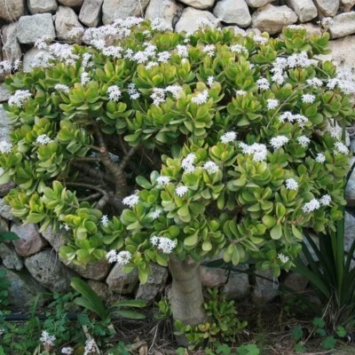 £5 • Buy Crassula Ovata  Jade Plant   Money Tree  Seeds