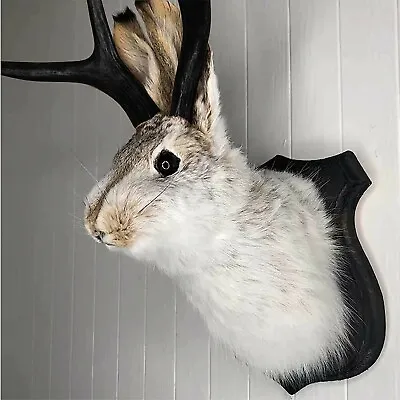 Taxidermy Animal Head Wall Decor Deer Head Wall MountAnimal Wall Mount Decor • $21.84