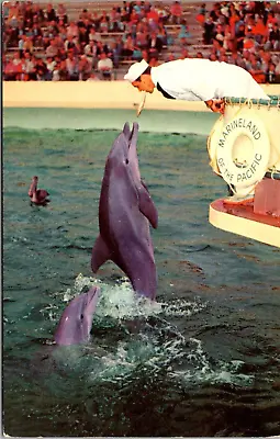 Marineland California CA Sailor Feeding Bottle Nosed Porpoise 1970s Postcard • $3.99