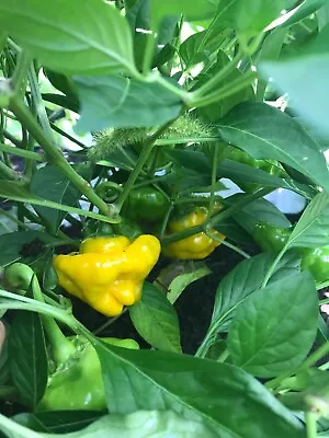 LOT OF 3 YELLOW  JAMAICAN SCOTCH BONNET 75 Day+ Old Super Hot Pepper LIVE PLANTS • $22