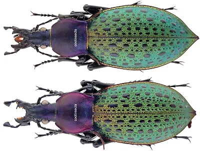 Insect - CARABIDAE Coptolabrus Formosus Flutschianus - China - Pair 35mm+ ....!! • $45