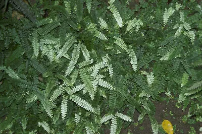 Fern Spore - Adiantum Diaphanum  (Filmy Maidenhair Fern) • $7.72