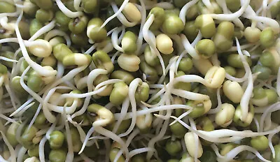 £2.99 • Buy ORGANIC MUNG BEANS For Sprouting Or Microgreens