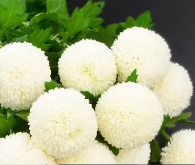 White Snow Ball Chrysanthemum Seeds Rare Flowers Stunning Garden Daisy Garden Uk • £2.95