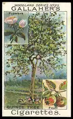 Gallaher - 'Woodland Trees'  #89 The Quince Tree (c1912) • £4.60