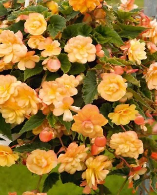 £4.37 • Buy Begonia Trailing 'Illumination Apricot Shades'  (1 X Large Plug Plant)