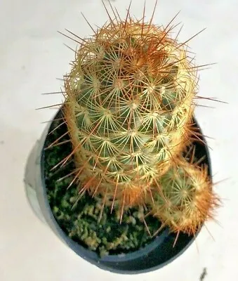 Mammillaria Elongata 'Copper King’ Comes In A 2.5  Pot • $9.56