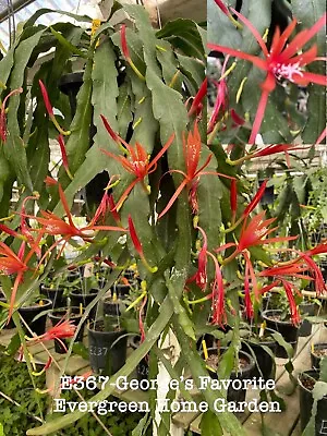 Rooted Epiphyllum Orchid Cactus “George’s Favorite’ Growing In 4” Starter Pot. • $25