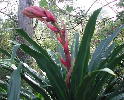 Beschorneria Yuccoides | Mexican Lily | 10_seeds • $12.95