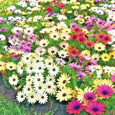 201+AFRICAN DAISY Cineraria Mix Flower Seeds Cape Marigold Drought Tolerant Easy • $3.25