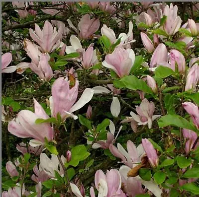 Extra Large Magnolia George Henry Kern Tree 2.5-3ft Supplied In A 7.5 Litre Pot • £49.99