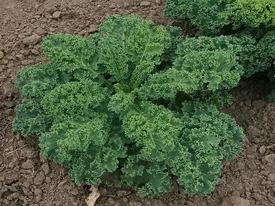 Organic Kale Borecole Dwarf Blue Scotch Curled  800 Seeds • £2.29