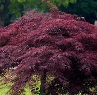 $10.99 • Buy 30+ Seeds Japanese Maple  Crimson Queen Lacy Leaf Weeping Japanese Maple Seeds