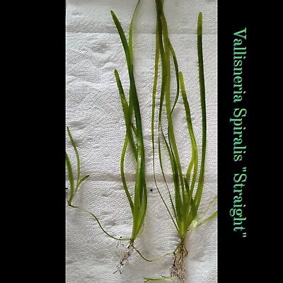 3 Bunches Vallisneria Spiralis  Straight  - Healthy Aquarium Plant • £7.90