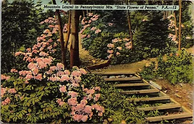 Mountain Laurel Pennsylvania Mts Pink State Flower Steps Greenery Postcard UNP • $2.75