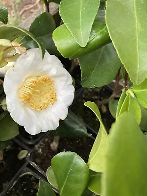 White Camellia 'Alba Simplex' Evergreen Plant (30 Cm Height) Free Postage UK • £16.50