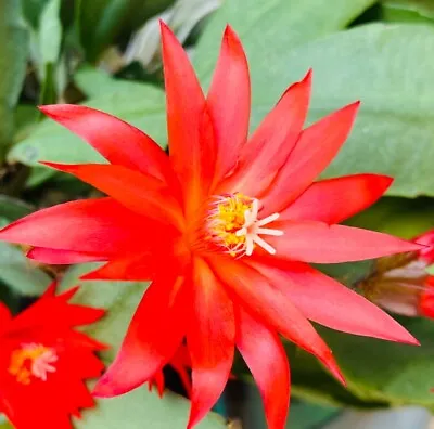 Easter Cactus 3xCutting Without Roots Rhipsalidopsis/Schlumbergera Bright Red • $9.99