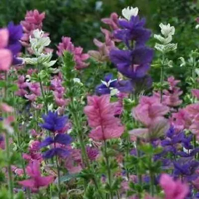 Clary Sage TRICOLOR MIX Salvia Painted Sage Native Wildflower Non-GMO 200 Seeds • $3.98