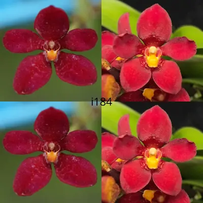 $11.50 • Buy Sarcochilus Orchid Seedling I184 Sarcochilus (Kulnura Ballerina 'Rod' X Kulnura