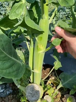 Broccoli Kale Chunky Size F1 Seeds 150+ Seeds(鸡腿芥蓝） • $1.50