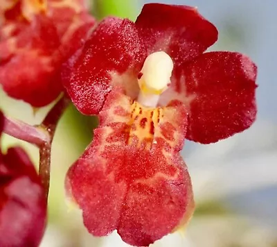 Oncidium Red Flower-Howeara Orchid Live Plant Lava Burst 'Puanani' AM/AOS 4  Pot • $13.99