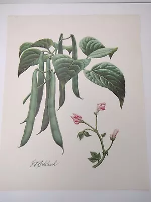 Vintage Guy Coheleach Garden Print Green Beans Signed Nature Field Journal Style • $8.56