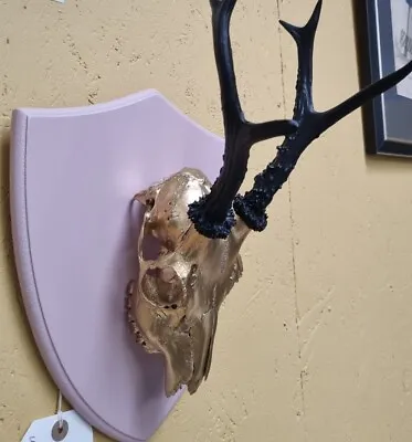 Antique Taxidermy Head Wall Mounted Deer Skull Antler Horns Stag Head Animal Art • £80