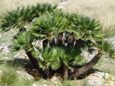 10 Semi Di Palma Chamaerops Humilis   Spedizione Gratuita  • £2.79