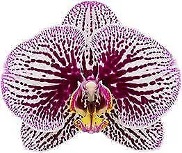 $25 • Buy Phalaenopsis Black Stripes  Orchid