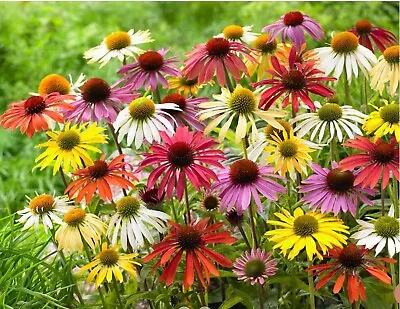 Echinacea Hardy Perennial “Butterfly Mix” Growing Plant Ex 9 Cm Pot • £6.50