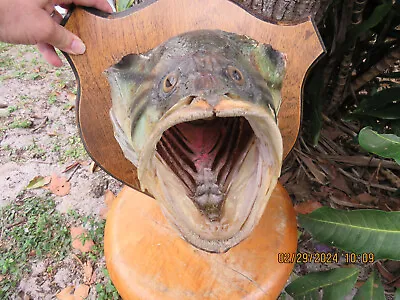 Vintage 1950's~REAL SKIN Largemouth Bass Fish HEAD ~ Taxidermy On Wood Plaque • $29.99