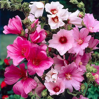 3 X Lavatera Plants In 9cm Pots | Mixed Garden Semi-Evergreen Flowering Shrubs • £14.99