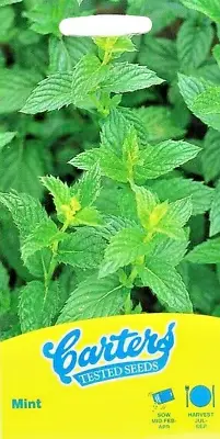 MINT 100 Herb Seeds. Use Leaves With Iced Drinks Or Make A Mint Sauce For Lamb • £2.85