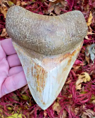 MASSIVE ORANGE ‘lightning Strike’ Markings Megalodon Shark Tooth 13cm • £374