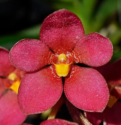 $7 • Buy Orchid -Sarcochilus Terance Frost 'SS1' X Kulnura Ruby 'Marble Delight'