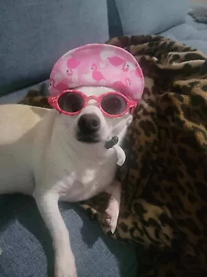 Doggie Hat And Sunglasses Flamingo Florida Style Flossy • $12.99