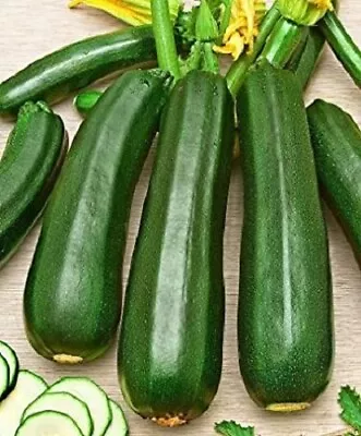 ZUCCHINI GREENSKIN SEEDS Vegetable Garden Zucchini Seeds Greenskin  • $3