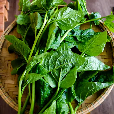 USA 600+ Green Stem Malabar Vietnamese Spinach Seeds; Mồng Tơi 木耳菜 USA + Gift • $5.89