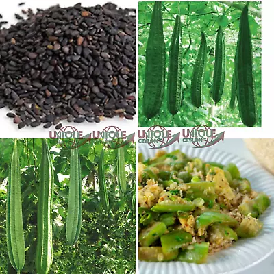 250+seed Bonanza Angled Ridge Gourd Luffa Asian/chinese Okra Gourd Seeds Non-gmo • £21.72