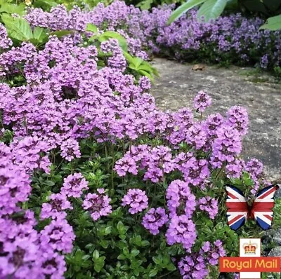 £1.69 • Buy Thyme 100 Seeds Purple Creeping Rock Garden  Herb Viable Uk Stock Free P&p